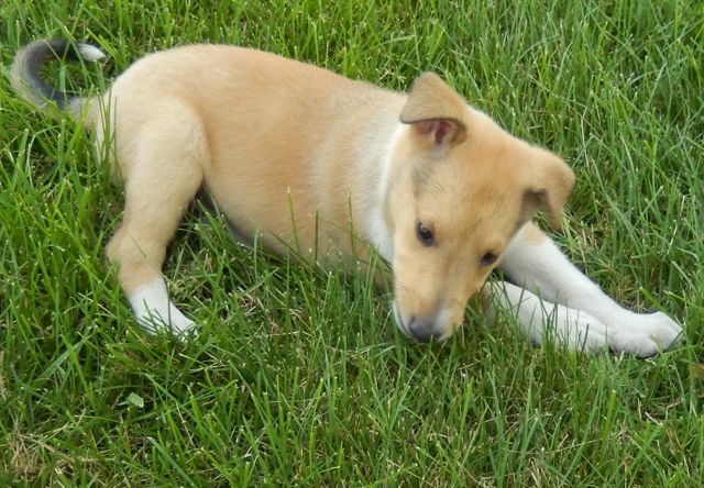 smooth collie puppies smooth collie puppies for sale breeds picture smooth collie puppies smooth collie puppies for sale breeds picture