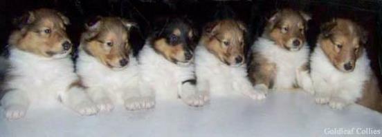 row of puppies